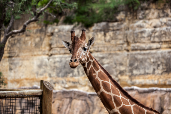 San Antonio Zoo